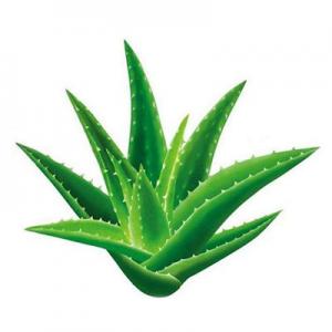 芦荟哪个品牌最好？品牌芦荟推荐