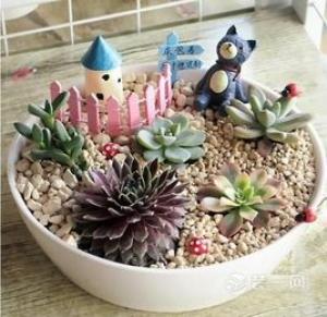 多肉植物哪个品牌最好？多肉植物品牌排行榜前十