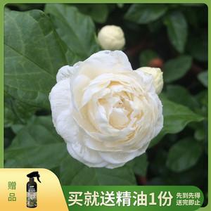 哪几个茉莉品牌好？十大茉莉品牌推荐