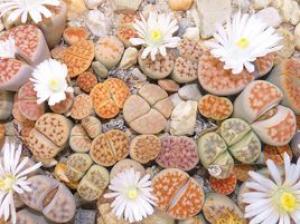 生石花有哪些牌子？品牌生石花推荐