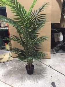 散尾葵哪个品牌最好？十大散尾葵品牌推荐
