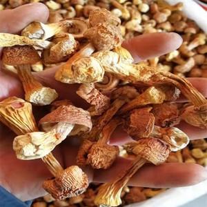 姬松茸哪个品牌最好？姬松茸品牌排行榜前十