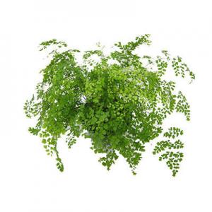 铁线蕨哪个品牌最好？品牌铁线蕨推荐