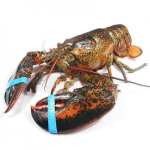 哪几个活龙虾品牌好？活龙虾品牌排行榜前十