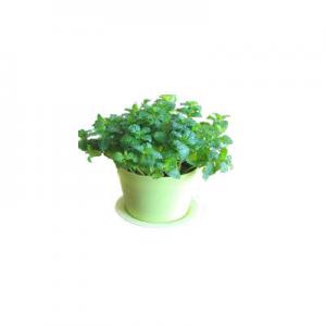 2026薄荷草十大品牌排行榜