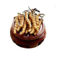 2025冬虫夏草十大品牌排行榜