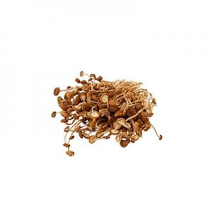 2026茶薪菇十大品牌排行榜