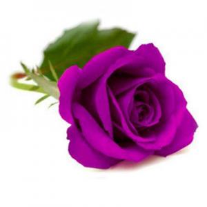 2024紫玫瑰十大品牌排行榜