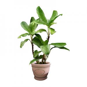 2026仿真植物十大品牌排行榜